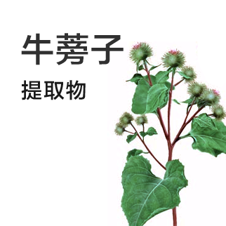 牛蒡子提取物_三崎美容美发
